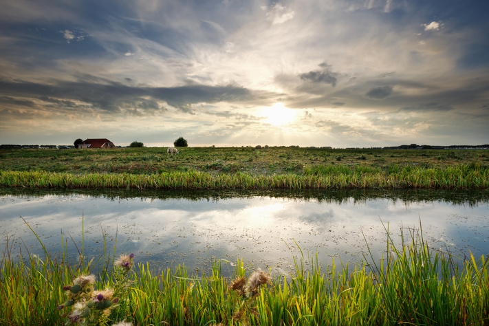 drainage from agricultural run off rich in nutrients