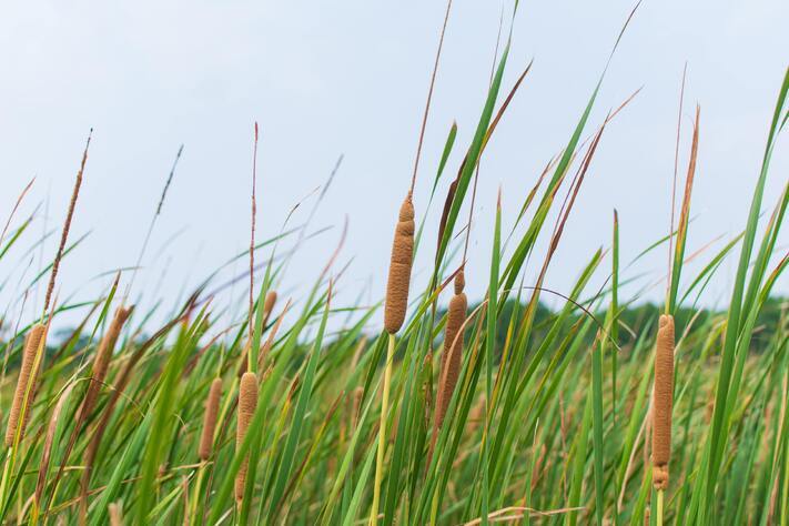 wetland environment with riparian plants