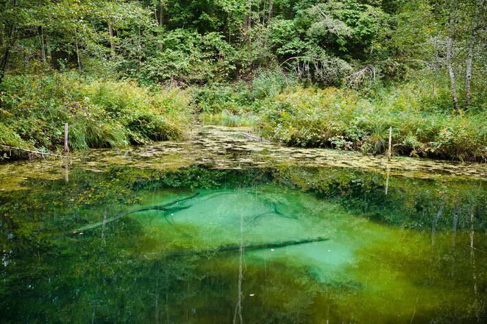 swamp with aquatic vegetation and forest
